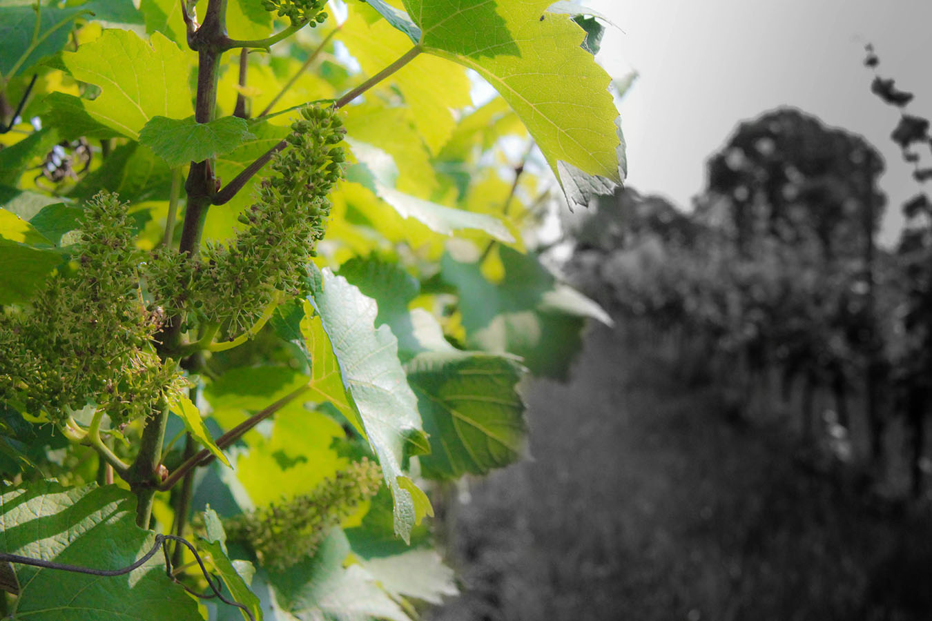 Brut terroir winetours grapes growing