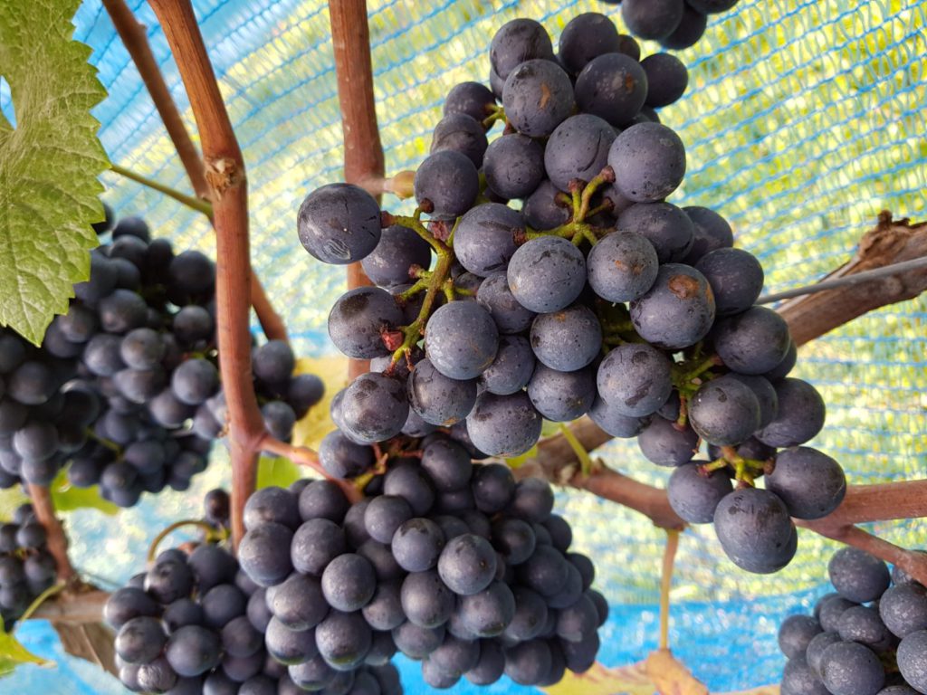 grapes riping brut terroir winetours