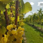 Druivensoorten rijpen in de zomer Brut terroir wijntoers