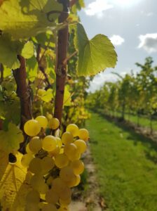 Druivensoorten rijpen in de zomer Brut terroir wijntoers