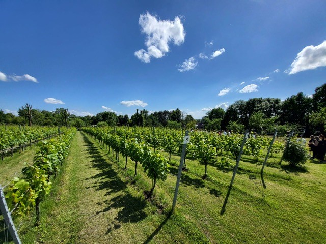 wijngaard in de zon brut terroir winetours