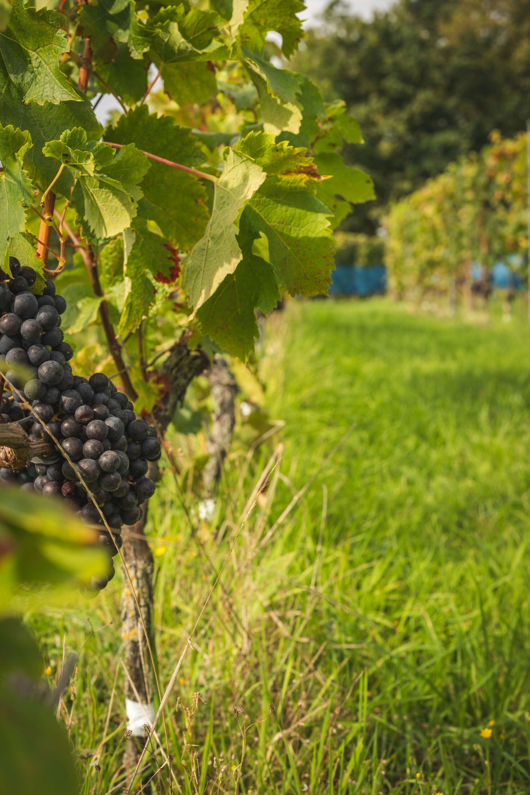 Winegrowing - work in progress - visit vineyards during Brut wines and tours